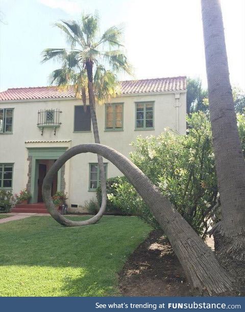 The way this tree fell over, refused to die and curved right back up