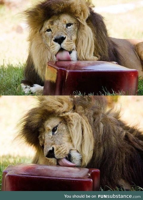 Lions were fed frozen blood during the heatwave in Melbourne