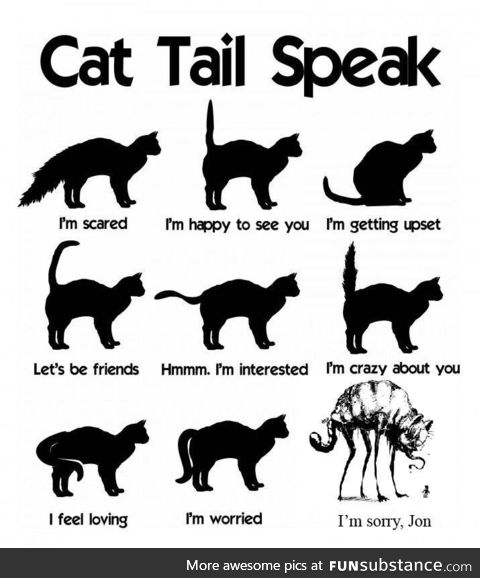 Understanding the cat tail