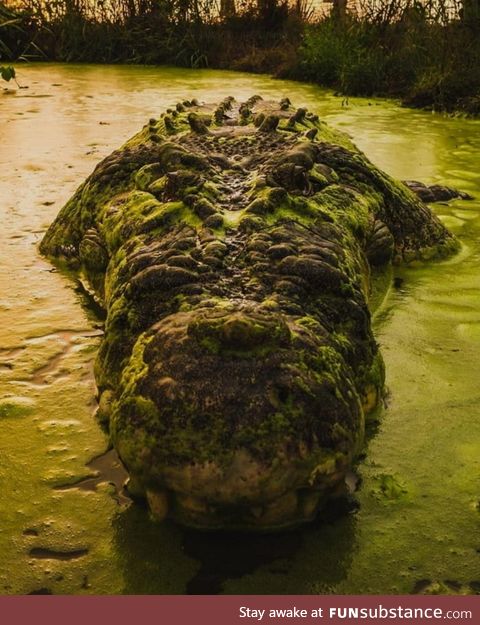 Imagine going on a leisurely stroll thru the swamp and tripping over this mossy log