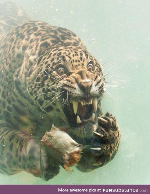 Jaguar in the water for food