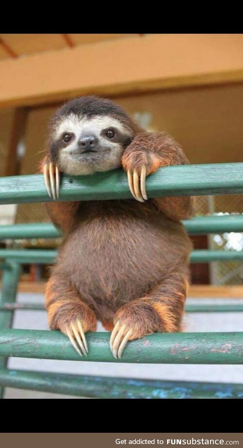 This babysloth says hi