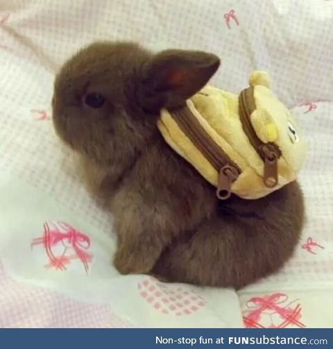 A tiny bunny wearing an even tinier teddy bear backpack