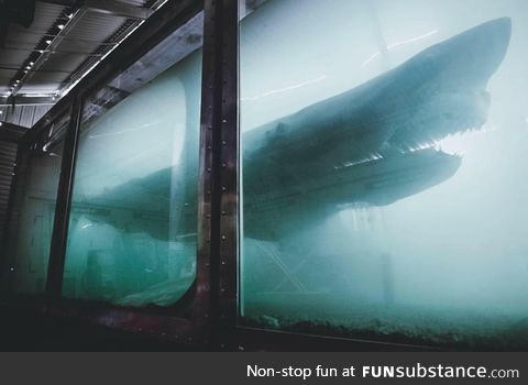 Decaying Great White Shark left to rot at an abandoned Wildlife Park in Melbourne