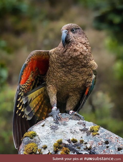 The only alpine parrot of the world -- the kea