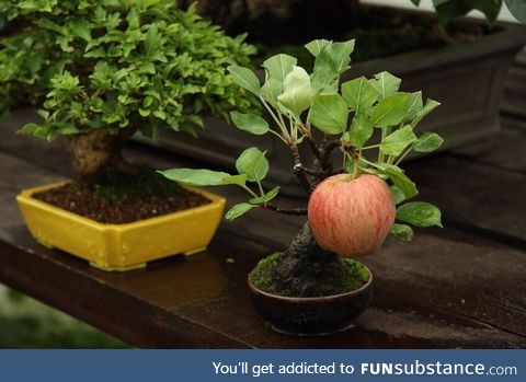 Apple bonsai!