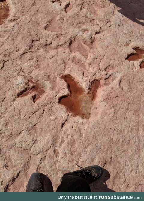 Dinosaur tracks in Arizona