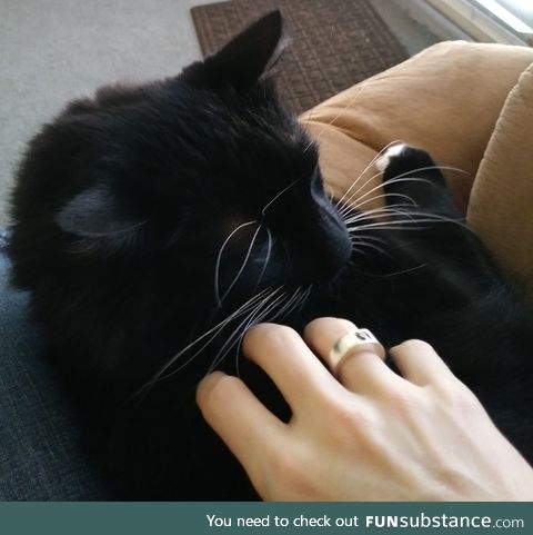 My cat: Shadow. also my hand