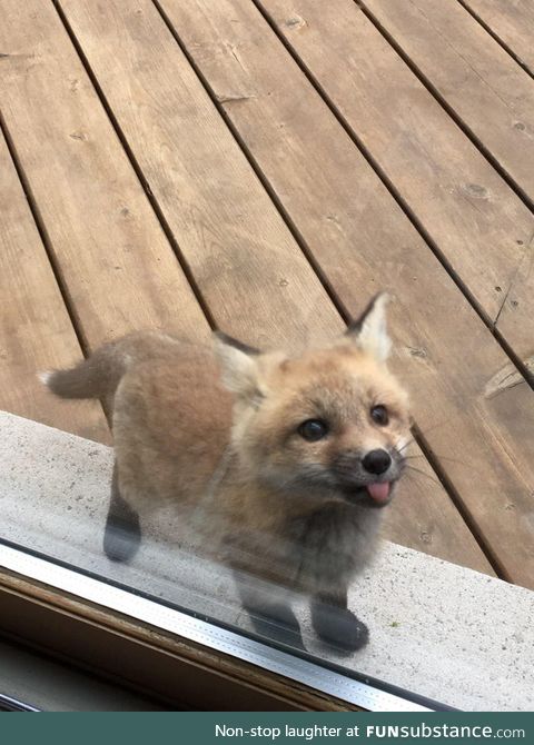 A baby fox shows up to say hi