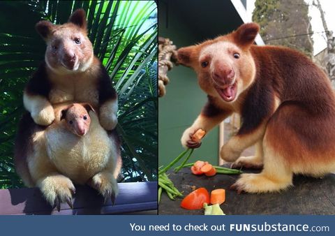 This is Mian, the first endangered tree kangaroo born there (Perth Zoo) in 30+ years!