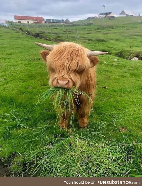 Fluffy cow