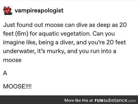 A moose!