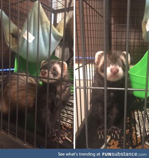 Ferret Jail