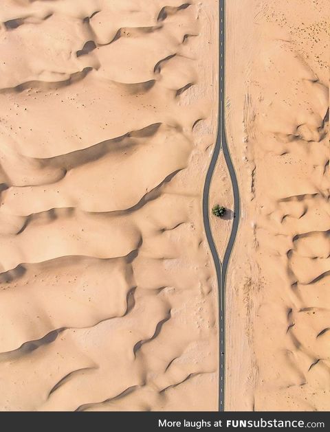 In Dubai, trees are precious