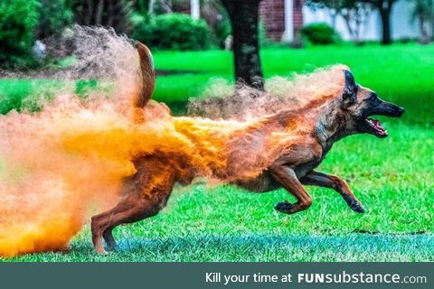 This dog covered in holi powder looks like it's on fire