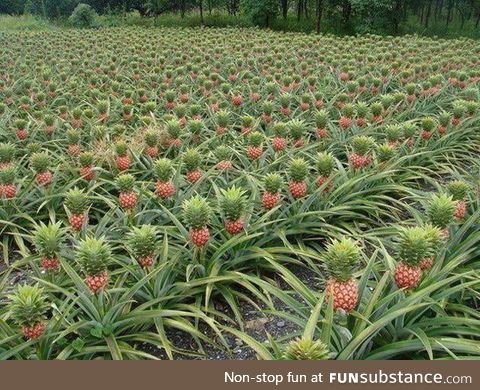 In Case you didn't know, this is how pineapples grow. They look delicious