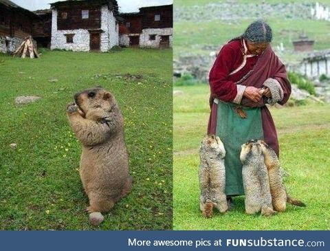 Himalayan marmots come for their regular feed by a caring lady.