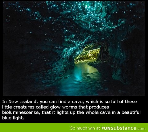 Amazing cave in New Zealand