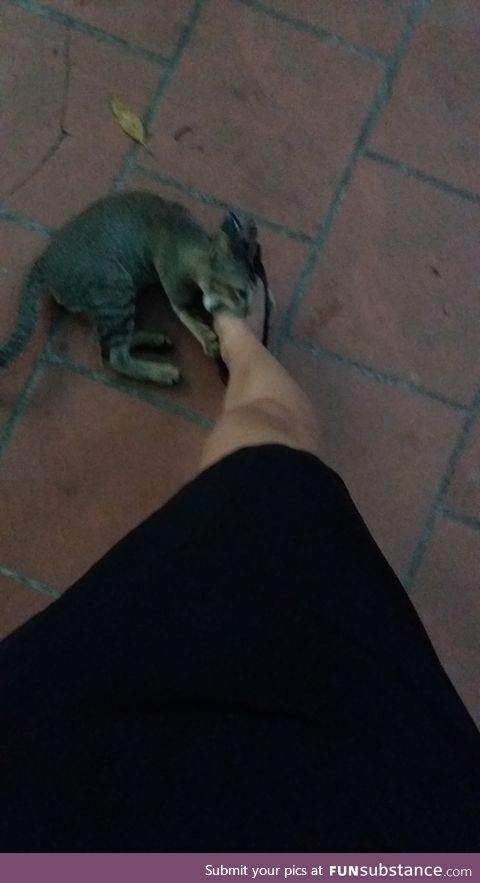 The kitten, 120, is no match to the high heels so he attacked my foot instead