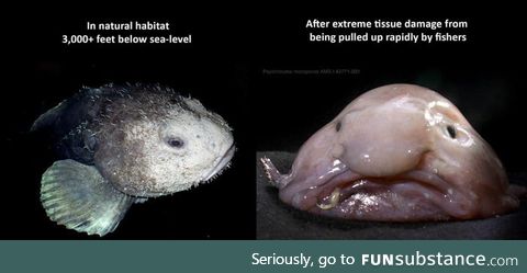 The Blobfish's blob-like appearance is the result of decompression damage