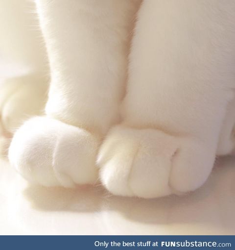 Just some cute little paws