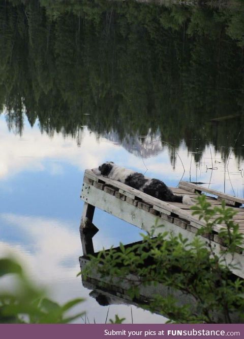 Blind dog enjoying the sounds of a lake