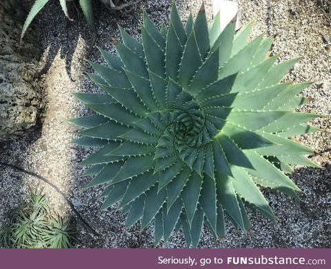 A perfectly semetrical aloe plant