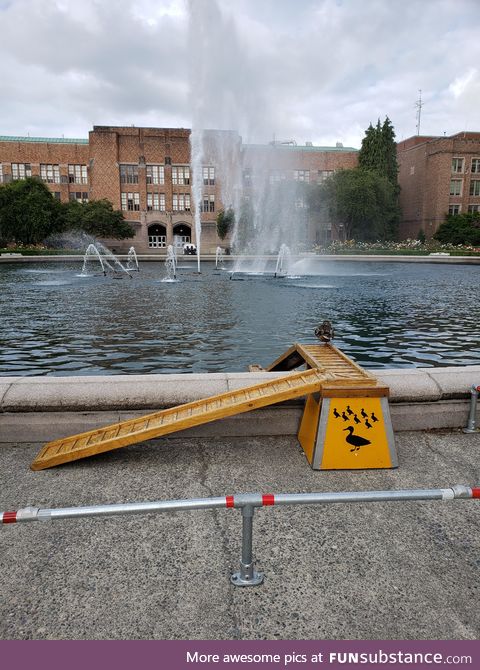 Won't somebody please think of the ducks?!