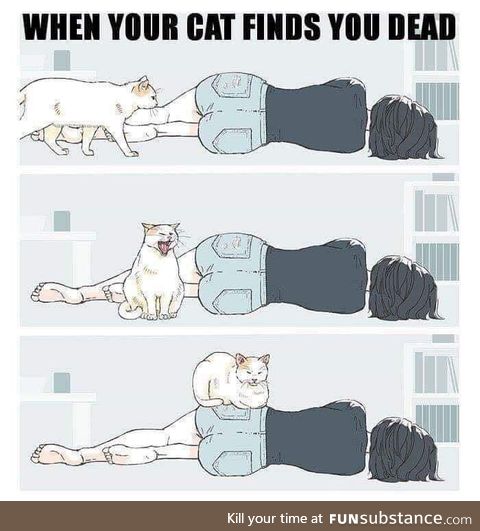 When your cat finds out you dead