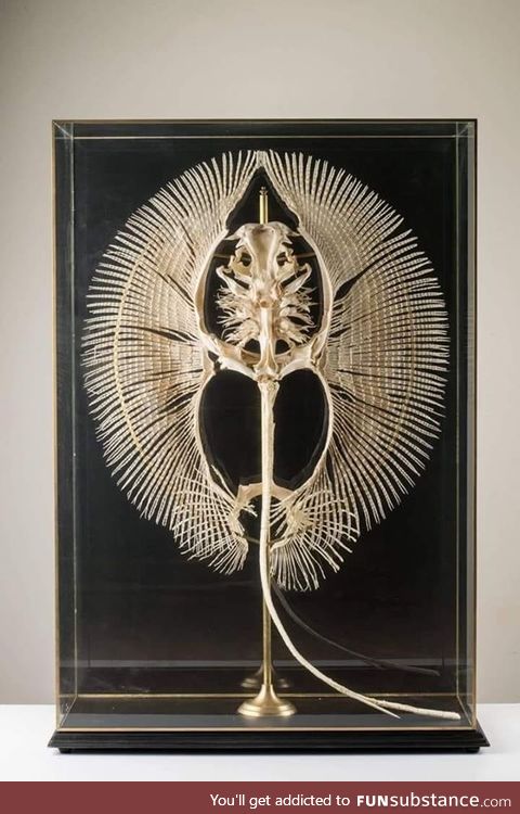 Stingray’s Skeleton