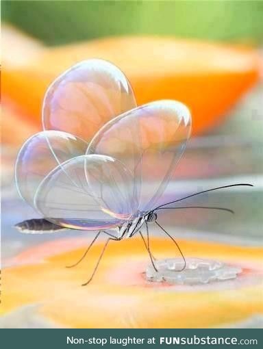 A fragile Glasswing butterfly drinking nectar