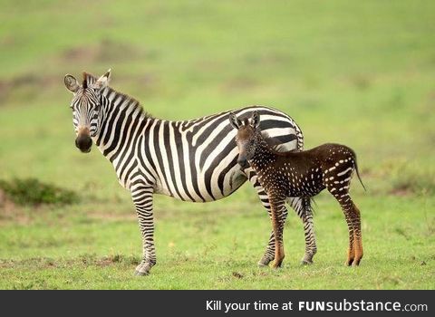 Baby Zebra Born With Spots Instead Of Stripes