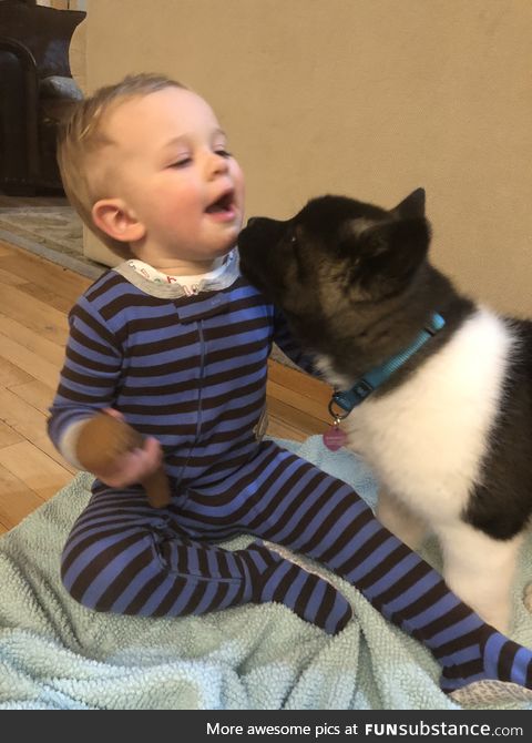 When my puppy first met my 2 yr old bro