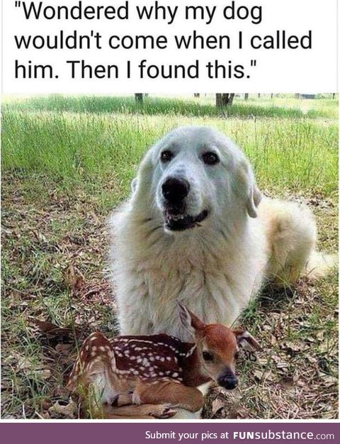 Deer and dog