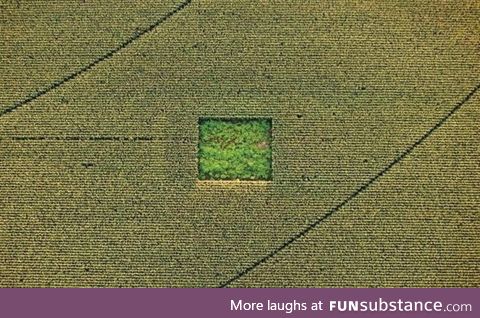 Cannabis garden in a cornfield