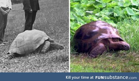 Jonathan, the 187 year old tortoise photographed in 1886 and today