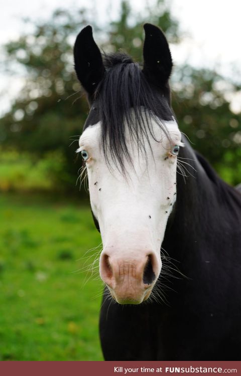 This horse will evaluate your soul, for a fee