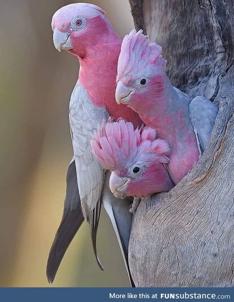 The pink family.