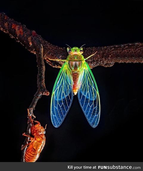 A lovely, freshly molted cicada specimen