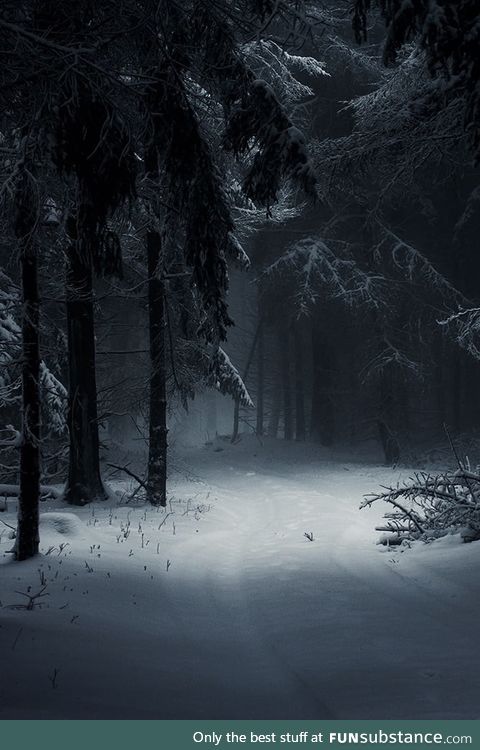 Dark winter forest