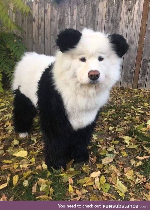 What kind of Panda ?