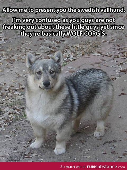 Wolf + Corgi = This awesome dog