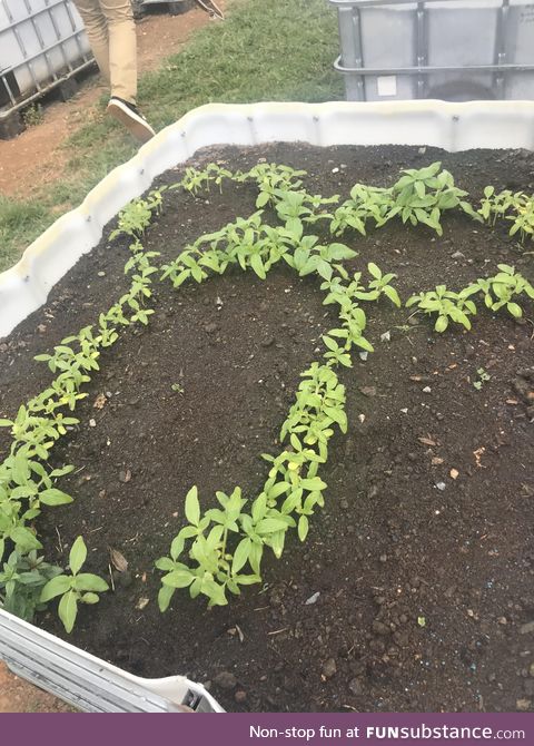 We were asked to plant things in gardens at school - this is what boys will be boys