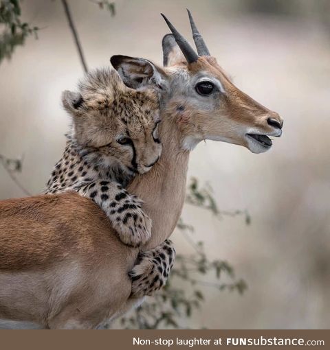 Safari daycare can get a little rambunctious