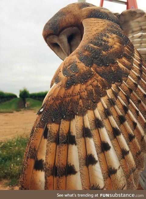 Them feathers