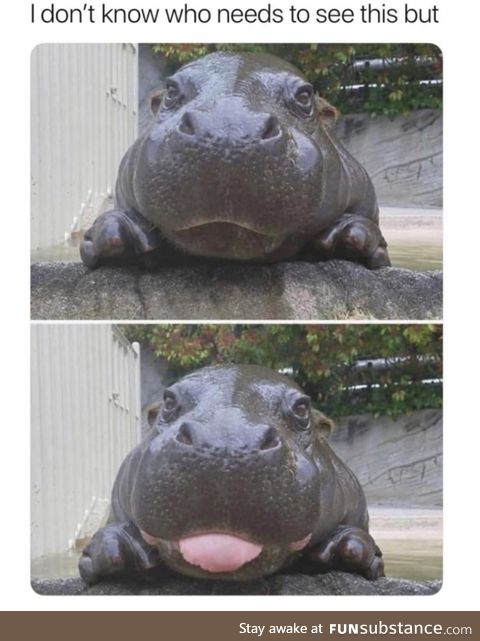 Hippo likes you