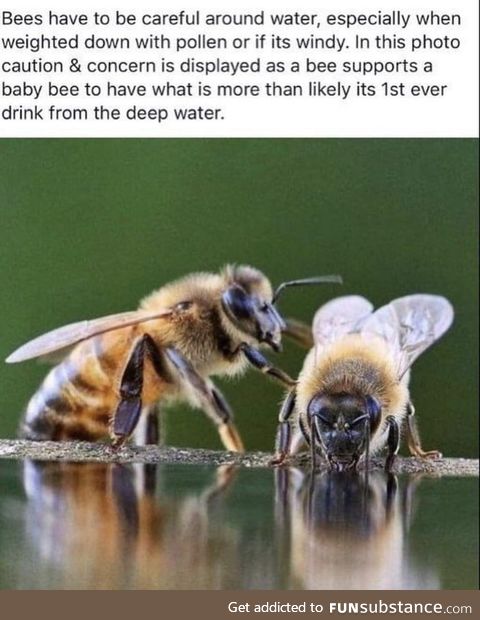 Save the bees