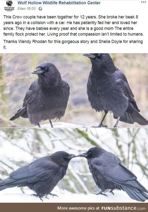 Crow couples stay together til they die