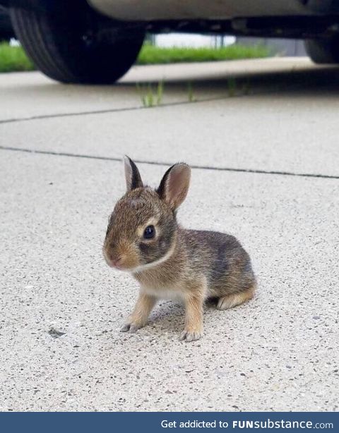 Driveway bunny