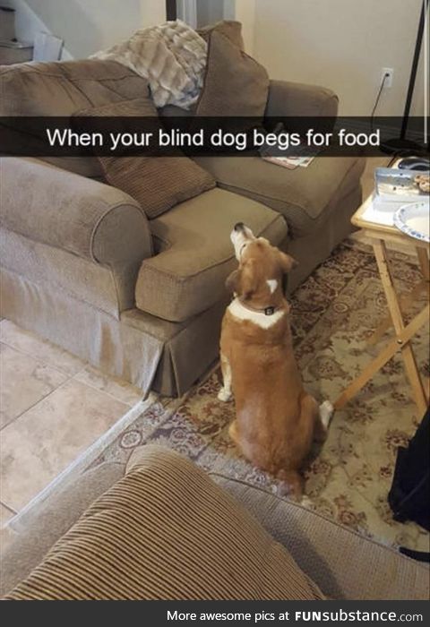 No see dog